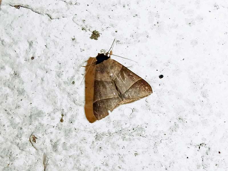 Unbestimmte Falterart Nr. 328/Unidentified species No. 328