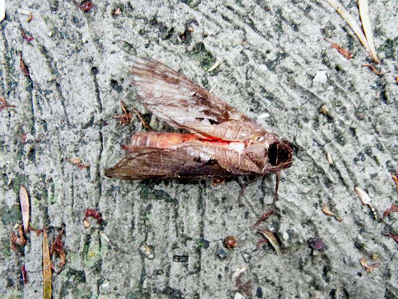 Unbestimmte Falterart Nr. 329/Unidentified species No. 329