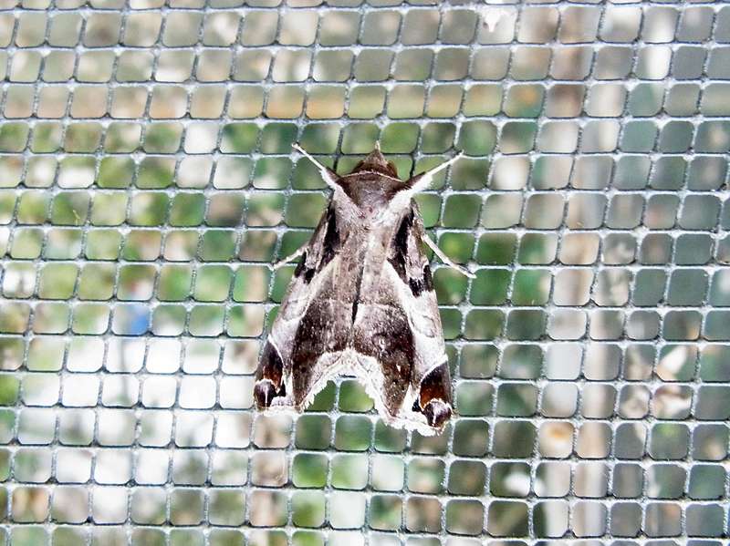 Unbestimmte Falterart Nr. 332/Unidentified species No. 332