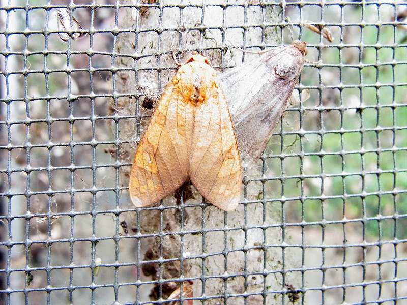 Unbestimmte Falterart Nr. 339/Unidentified species No. 339