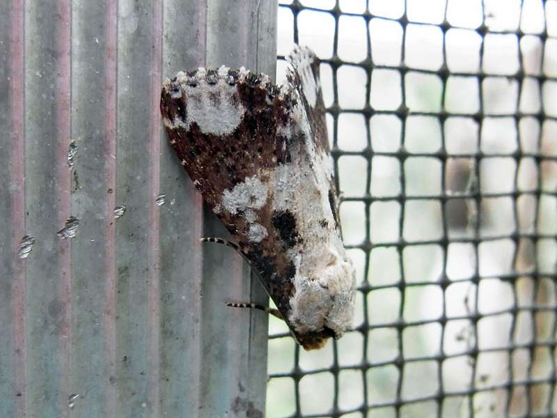 Unbestimmte Falterart Nr. 342/Unidentified species No. 342