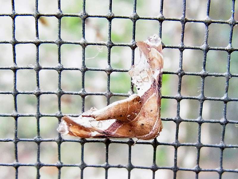 Unbestimmte Falterart Nr. 349/Unidentified species No. 349