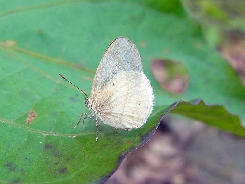 Unbestimmte Falterart Nr. 353/Unidentified species No. 353
