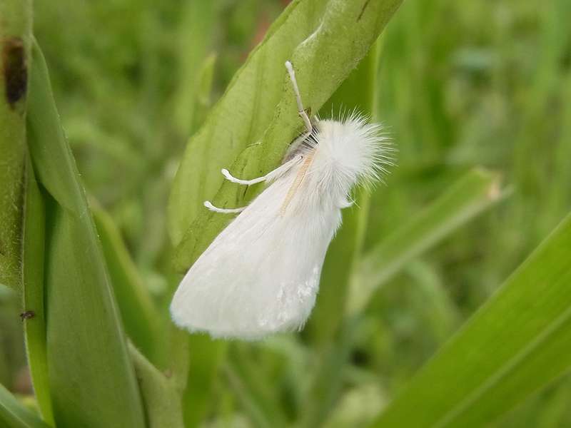 Unbestimmte Falterart Nr. 361/Unidentified species No. 361