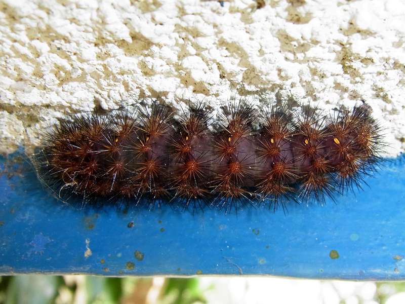 Unbestimmte Falterart Nr. 367/Unidentified species No. 367
