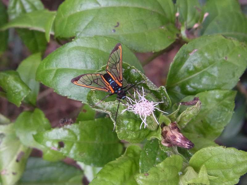Unbestimmte Falterart Nr. 75/Unidentified species No. 75, Cosmosoma sp.