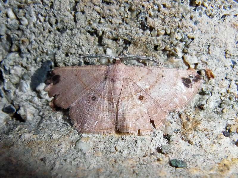 Unbestimmte Falterart Nr. 368/Unidentified species No. 368