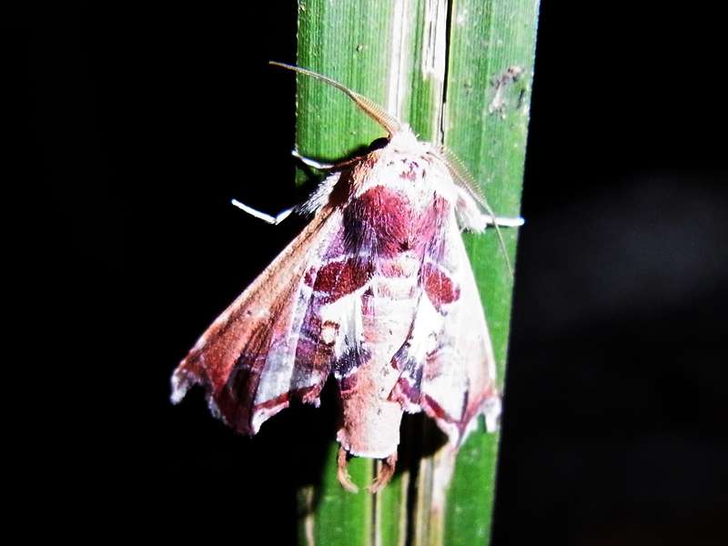 Unbestimmte Falterart Nr. 369/Unidentified species No. 369, Xylophanes sp.