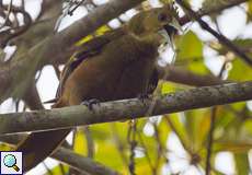 Oliv-Stirnvogel (Russet-backed Oropendola, Psarocolius angustifrons oleagineus)