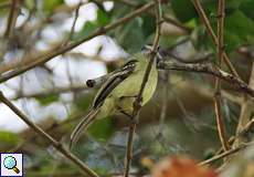 Schieferkappen-Laubtyrann (Slaty-capped Flycatcher, Leptopogon superciliaris venezuelensis)