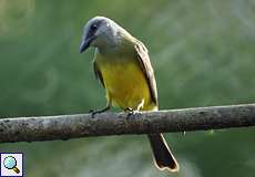 Trauerkönigstyrann (Tropical Kingbird, Tyrannus melancholicus melancholicus)