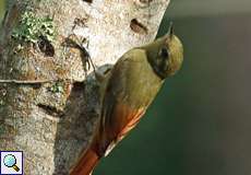 Rotschwanzbekarde (Ruddy-tailed Flycatcher, Terenotriccus erythrurus venezuelensis)