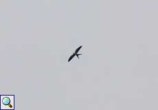 Schwalbenweih (American Swallow-tailed Kite, Elanoides forficatus)