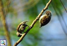 Schuppen-Zwergspecht (Scaled Piculet, Picumnus squamulatus rohli)