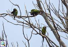 Braunwangensittiche (Brown-throated Parakeet, Eupsittula pertinax)