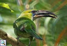 Blauzügel-Arassari (Groove-billed Toucanet, Aulacorhynchus sulcatus)