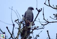 Schwebeweih (Plumbeous Kite, Ictinia plumbea)