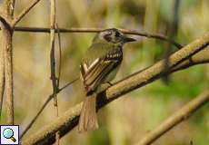 Schwarzohr-Laubtyrann (Marble-faced Bristle-Tyrant, Pogonotriccus ophthalmicus)