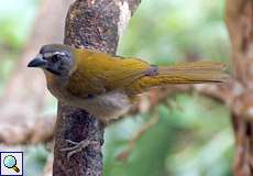 Buntkehlsaltator (Buff-throated Saltator, Saltator maximus maximus)