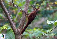 Kakaobaumsteiger (Cocoa Woodcreeper, Xiphorhynchus susurrans)