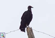 Rabengeier (American Black Vulture, Coragyps atratus)