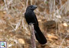 Glattschnabelani (Smooth-billed Ani, Crotophaga ani)