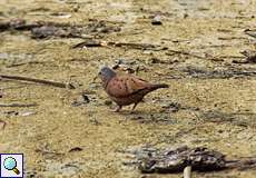 Rosttäubchen (Ruddy Ground Dove, Columbina talpacoti)