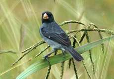 Männliches Einfarbpfäffchen (Gray Seedeater, Sporophila intermedia intermedia)