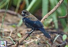 Noch nicht voll ausgefärbte männliche Jacarinitangare (Blue-black Grassquit, Volatinia jacarina splendens)