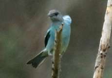 Blauflecktangare (Glaucous Tanager, Tangara glaucocolpa)