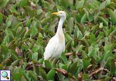 Kuhreiher (Cattle Egret, Bubulcus ibis)