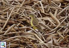 Graslandtyrann (Cattle Tyrant, Machetornis rixosa flavigularis)