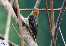 Weiblicher Rotkappenspecht (Red-crowned Woodpecker, Melanerpes rubricapillus)