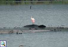 Rosalöffler (Roseate Spoonbill, Platalea ajaja)