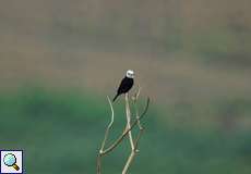 Männlicher Weißkopf-Wassertyrann (White-headed Marsh Tyrant, Arundinicola leucocephala)