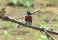 Grünfischer (Green Kingfisher, Chloroceryle americana)