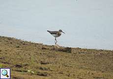 Großer Gelbschenkel (Greater Yellowlegs, Tringa melanoleuca)