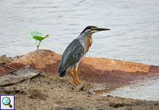 Mangrovereiher (Green-backed Heron, Butorides striata)