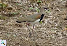 Bronzekiebitz (Southern Lapwing, Vanellus chilensis)