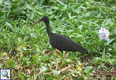 Nacktzügelibis (Bare-faced Ibis, Phimosus infuscatus)