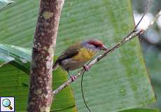 Rostbrauenvireo (Rufous-browed Peppershrike, Cyclarhis gujanensis)