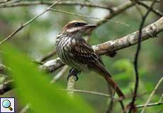 Süd-Fleckenmaskentyrann (Streaked Flycatcher, Myiodynastes maculatus)