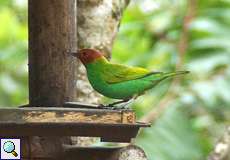 Rötelkopftangare oder Grüntangare (Bay-headed Tanager, Tangara gyrola gyrola)