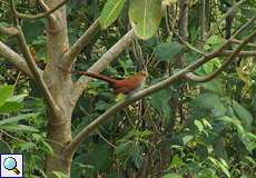 Eichhornkuckuck oder Cayenne-Kuckuck (Squirrel Cuckoo, Piaya cayana)