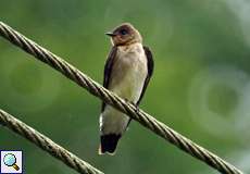 Zimtkehlschwalbe (Southern Rough-winged Swallow, Stelgidopteryx ruficollis aequilaris)