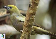 Palmentangare (Palm Tanager, Tangara palmarum melanoptera)