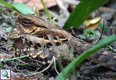 Pauraquenachtschwalbe (Common Pauraque, Nyctidromus albicollis)