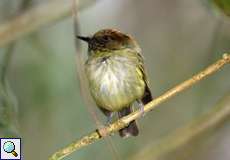 Rot-Schuppenkopftyrann (Scale-crested Pygmy-Tyrant, Lophotriccus pileatus santaeluciae)