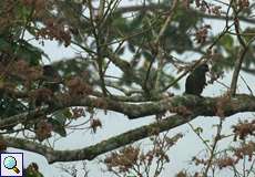 Dunenkopfpapageien (Red-billed Parrot, Pionus sordidus)