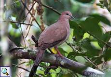 Blauringtaube (White-fronted Dove, Leptotila verreauxi)